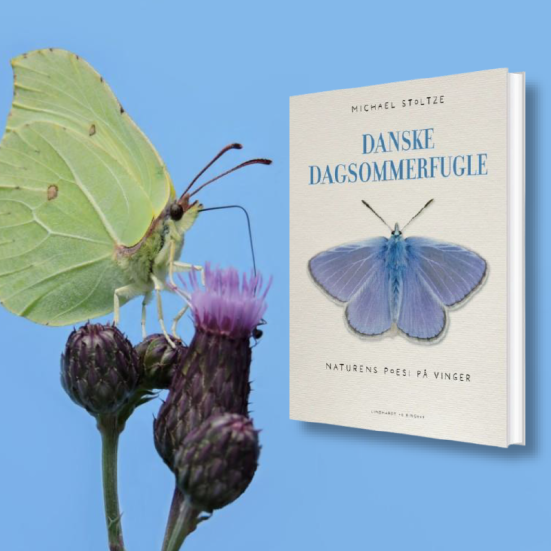 Citronsommerfugl på tidsel. Ved siden ses forsiden af "Danske dagsommerfugle - naturens poesi på vinger"