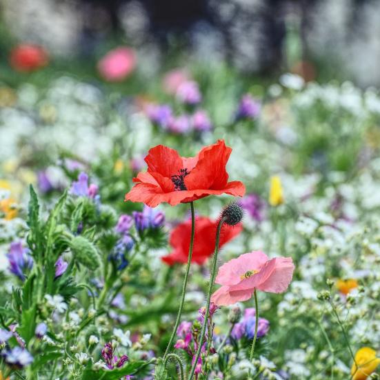 Valmuer i blomst