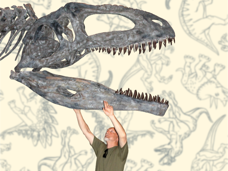 Mand der står under et skelet af en dinosaur