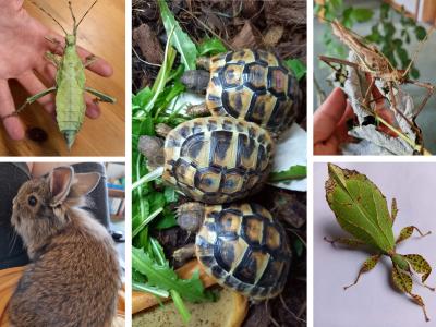 Collage af billeder af sumpskildpadder, vandrende blade og kanin
