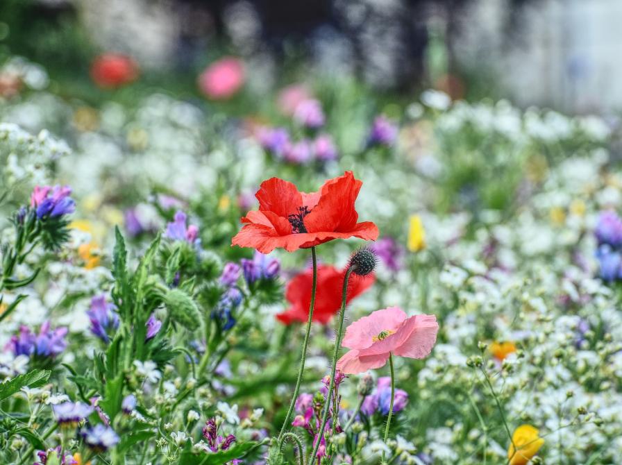 Valmuer i blomst